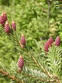 Ель сербская – Picea omorica Purk. (1)