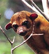 Енотовые (кинкажу)