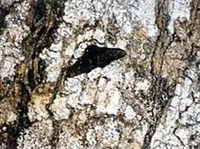 Естественный отбор