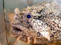 ЖАБООБРАЗНЫЕ (Рыба-жаба)