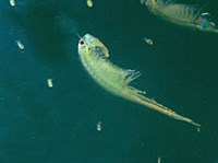 ЖАБРОНОГИ (Жаброног)