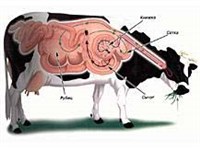 ЖВАЧНЫЕ (пищеварительная система)