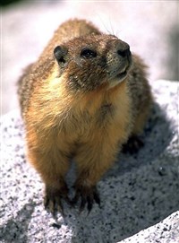 ЖЕЛТОБРЮХИЙ СУРОК