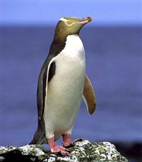 ЖЕЛТОГЛАЗЫЙ ПИНГВИН
