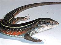 ЖЕЛТОГОРЛЫЙ ГЕРРОЗАВР (Gerrhosaurus flavigularis)