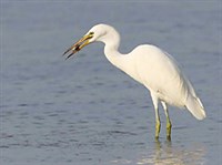 ЖЕЛТОКЛЮВАЯ ЦАПЛЯ