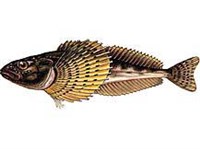 ЖЕЛТОКРЫЛКА (рисунок)