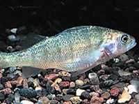 ЖЕЛТЫЙ ОКУНЬ (Perca flavescens)