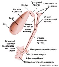 ЖЕЛЧНЫЙ ПУЗЫРЬ (схема)
