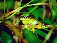 ЖЕМЧУЖНАЯ КВАКША