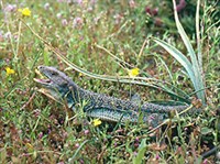 ЖЕМЧУЖНАЯ ЯЩЕРИЦА (Lacerta lepida)