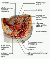 ЖЕНСКИЕ ПОЛОВЫЕ ОРГАНЫ