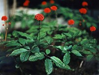 ЖЕНЬШЕНЬ ОБЫКНОВЕННЫЙ