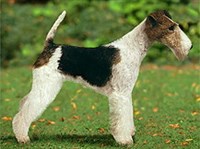 ЖЕСТКОШЕРСТНЫЙ ФОКСТЕРЬЕР