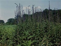 ЖИВОКОСТЬ (дельфиниум)