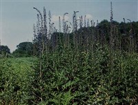 ЖИВОКОСТЬ ВЫСОКАЯ