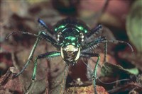 ЖУЖЕЛИЦЫ (жук-скакун)