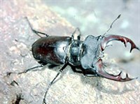 ЖУК-олень (Жук-олень)