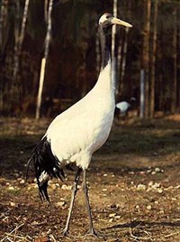 ЖУРАВЛИ (японский журавль)