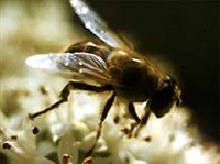 ЖУРЧАЛКА (муха-журчалка)