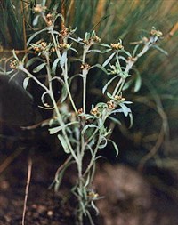 Жабник полевой