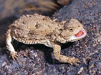 Жабовидные ящерицы (короткорогая)