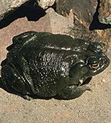 Жабы (колорадская жаба)