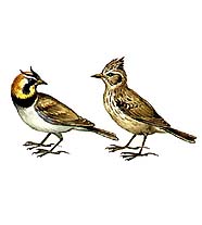 Жаворонки (рогатый и полевой)