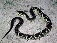 Жараракусу