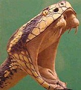 Жараракусу (голова)