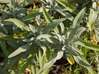 Железница крымская – Sideritis taurica Stephan.ex Willd.