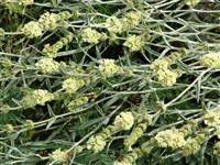 Железница седая – Sideritis incana L.