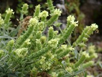 Железница скордиовидная – Sideritis scordioides L.