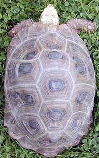Желтоголовая черепаха