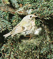 Желтоголовый королек