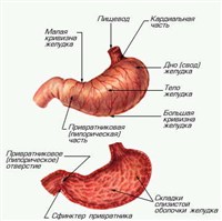 Желудок (человека)