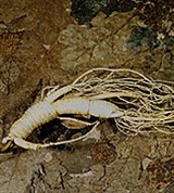 Женьшень (корень)