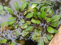 Жерушник земноводный – Rorippa amphibia (L.) Besser. (1)