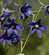 Живокость (цветки)