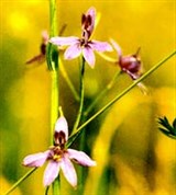 Живокость расщепленная