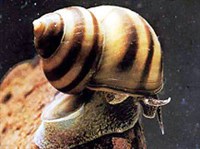 Живородки (Живородка)