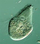 Животные Жгутиконосцы (Трихонимфа)