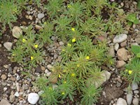 Живучка елочковидная – Ajuga chamaepitys (L.) Schreb.