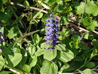Живучка женевская, альпийская, морщинистая – Ajuga genevensis L.
