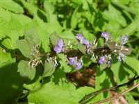 Живучка пирамидальная, металлическая – Ajuga pyramidalis L.