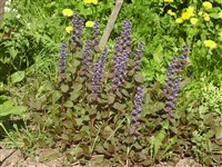 Живучка ползучая – Ajuga reptans L.
