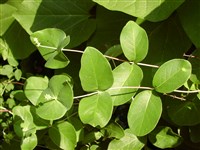 Жимолость Брауна – Lonicera x brownii (Reg.) Carr.