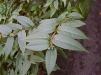 Жимолость Генри – Lonicera henryi Hemsl.