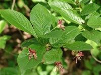 Жимолость Глена – Lonicera glehnii F.Schmidt.