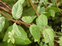 Жимолость Королькова – Lonicera korolkowii Stapf.